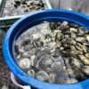 潮干狩りで貝を採る時期は何月がよいか？