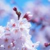 桜が開花！！公園でお花見をしよう　全国のスポット紹介